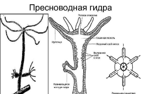 Актуальный адрес кракена