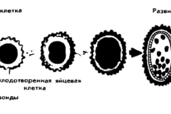 Кракен через тор